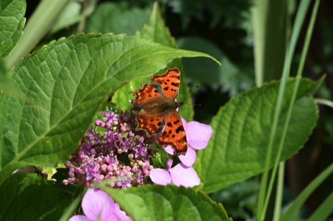 Comma butterfly
